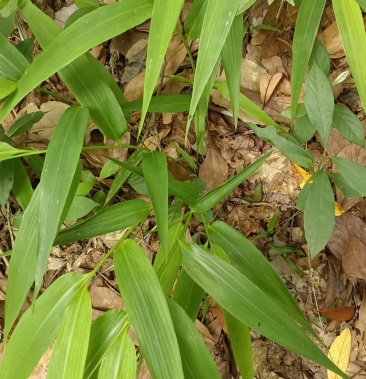 野生淡竹叶鲜货现采现发需要联系