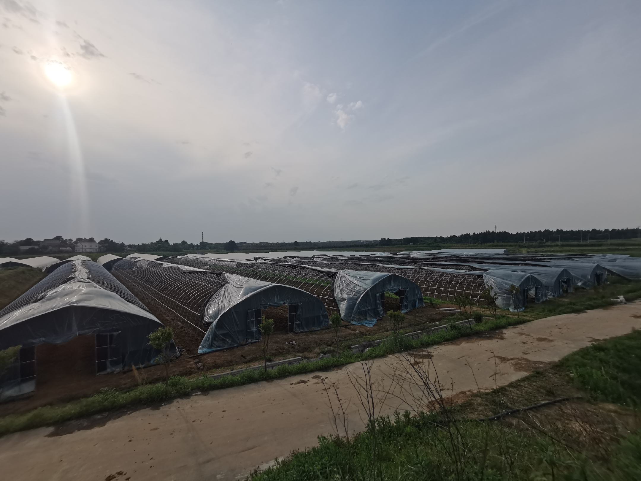 不同丝瓜品种对比图