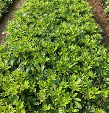 鸭脚木/鹅掌柴大量地被生产基地