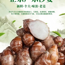 正宗广东沙姜大量现货电商一件代发
