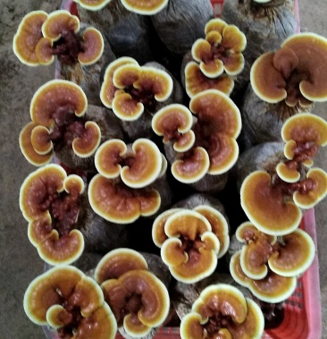 立栽长腿灵芝花活体灵芝花灵芝花灵芝盆景产地直销