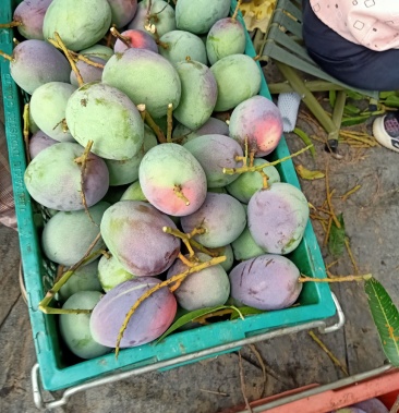 海南苹果芒大量上市,精品货等你来