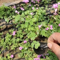 绿叶醡浆草紫叶醡浆草杯苗基地现货成活率高