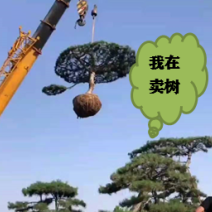 精品造型松