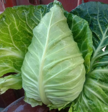 [牛心甘蓝批发]牛心甘篮价格1.00元/斤 - 一亩田