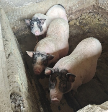 [巴马香猪批发]正宗巴马香猪出售价格300.00元/个 - 一亩田