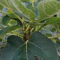 新鲜无花果叶子现采用药货源充足