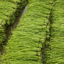 陕西长豆角、脱水豇豆、腌制豇豆《稳定货源大量供应》