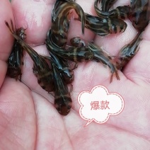 【**】黄骨鱼苗黄丫头全雄黄骨杂交黄骨鱼苗