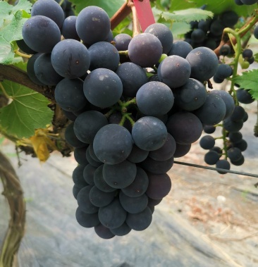 [户太八号批发]甬优葡萄价格4.50元/斤 - 一亩田