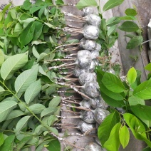 释迦果苗，台湾风梨，
