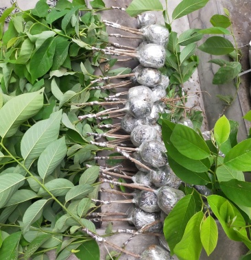 释迦果苗,台湾风梨