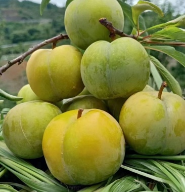 贵州六马蜂糖李正式上市.