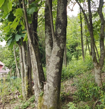 优质厚朴含量高生长高海拔1400米年龄3040多年