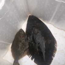 大量石蝶鱼，鸦片鱼出售