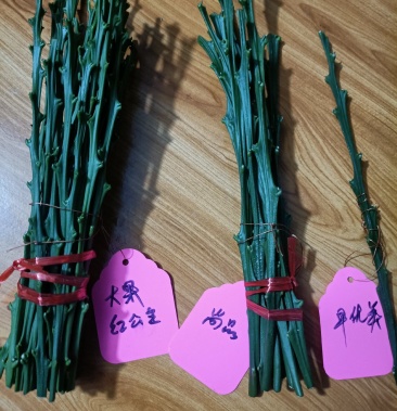 爱媛48号红公主柑橘枝条大果型红公主签合同可开检疫证