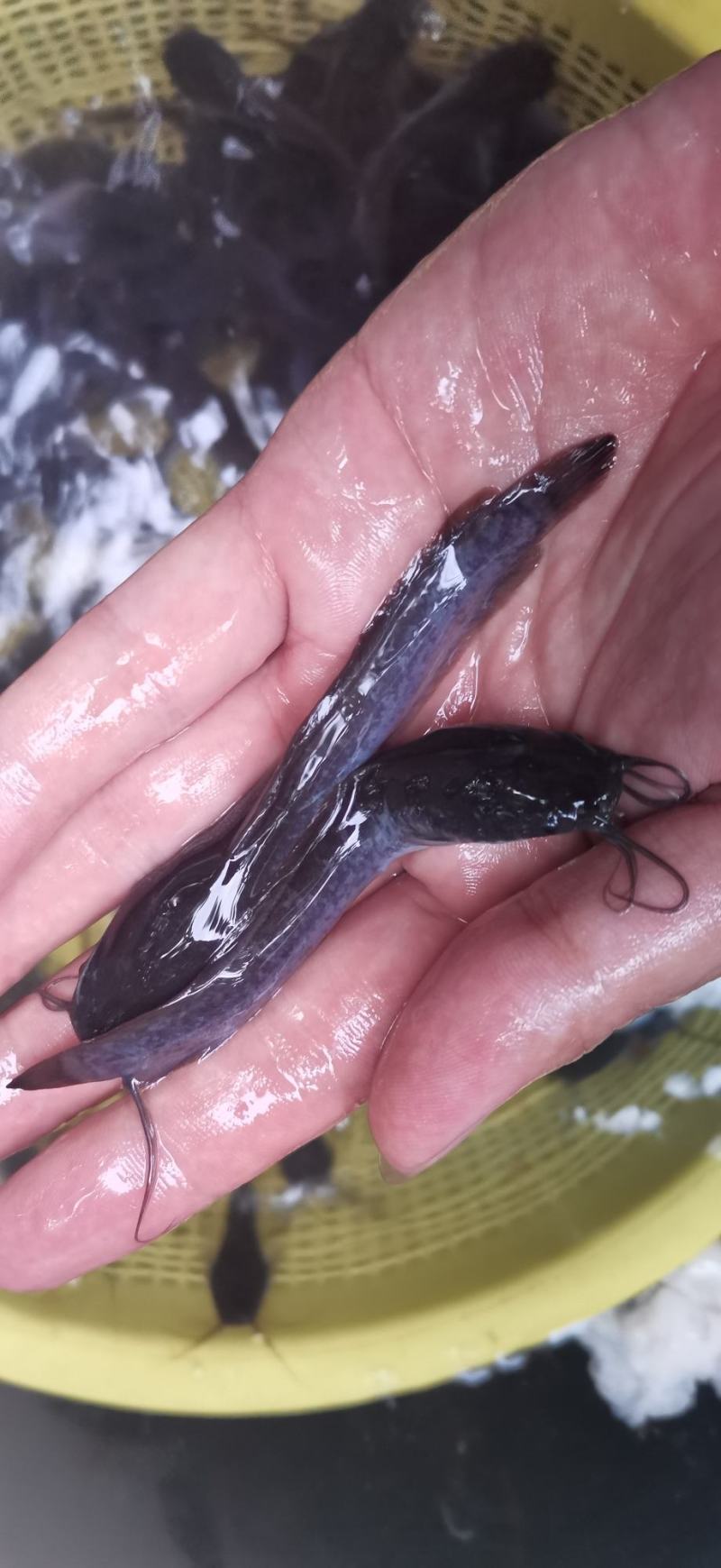 [胡子鲶苗批发]广西南宁江南区鲶鱼苗 0.10元/个埃及鱼苗,胡 _ 一亩田