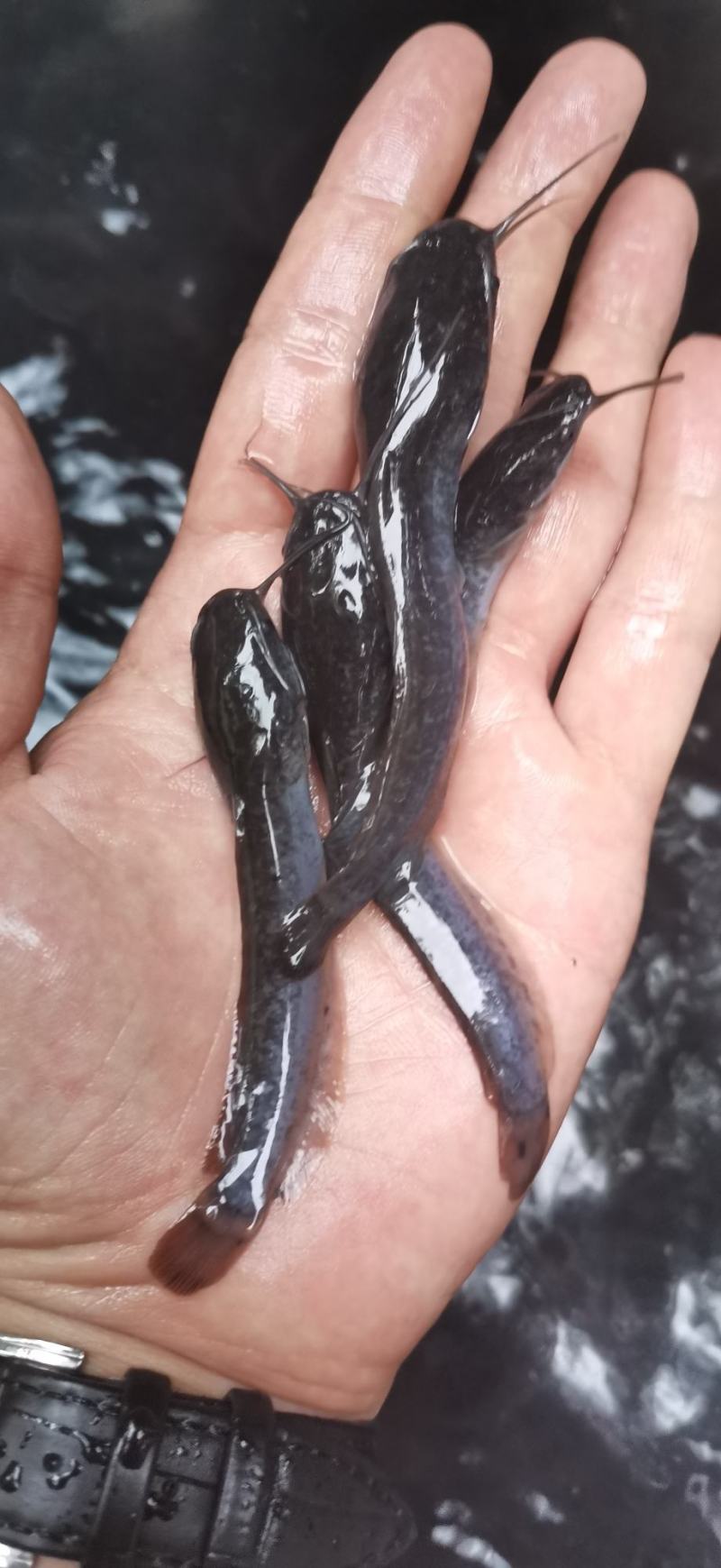 [胡子鲶苗批发]广西南宁江南区鲶鱼苗 0.10元/个埃及鱼苗,胡 _ 一亩田