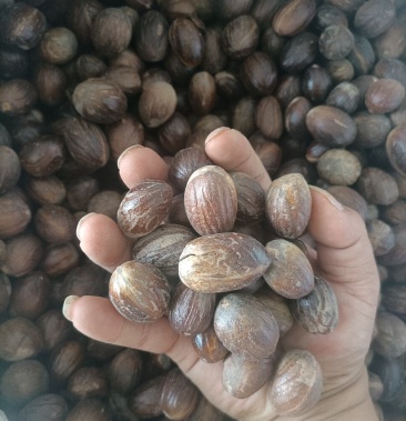 [长香果批发]圆香果价格19.00元/斤 - 一亩田