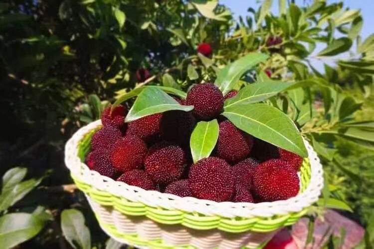 东魁杨梅采摘场景