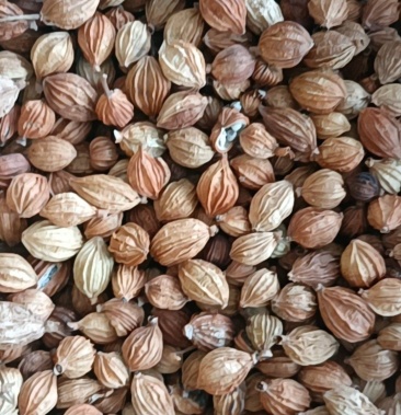 砂仁贵州香砂仁开口好