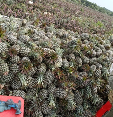 [金钻凤梨批发]台湾金钻凤梨17号价格3.00元/斤 - 一亩田