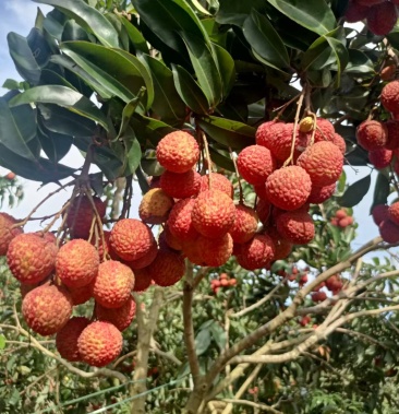 [荔枝批发]广东省阳江市阳西县岭丰糯精品荔枝价格168.00元/件 - 一亩