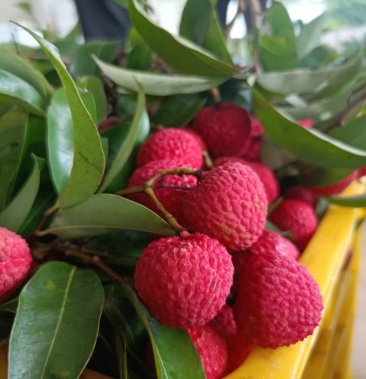 广东省阳江市阳西县红蜜荔精品荔枝