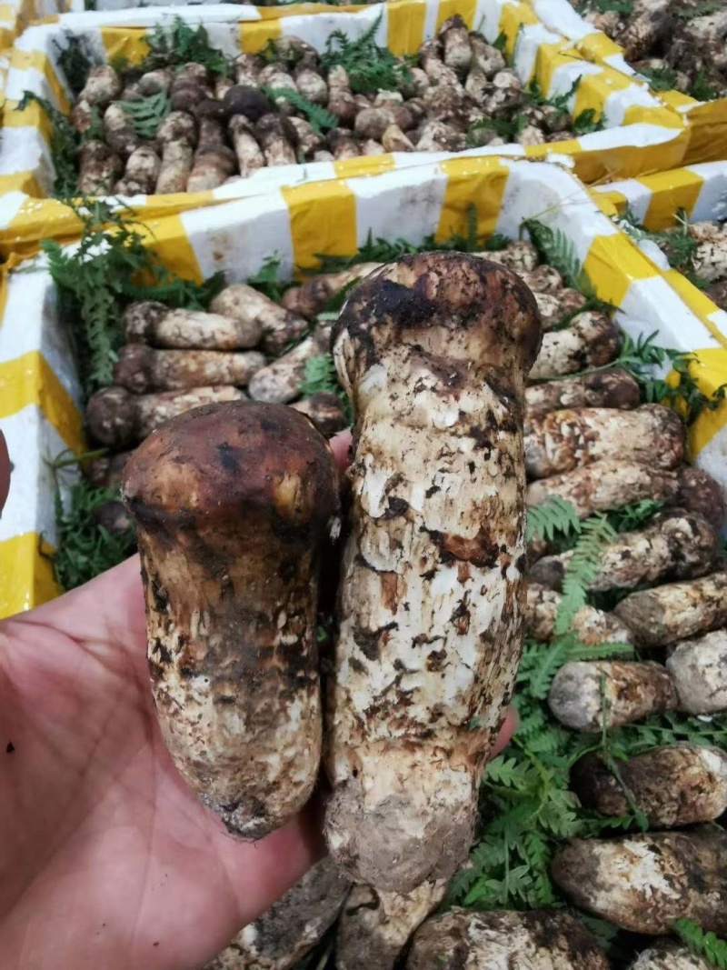 四川甘孜丹巴县松茸 168.00元/斤新鲜松茸,七月