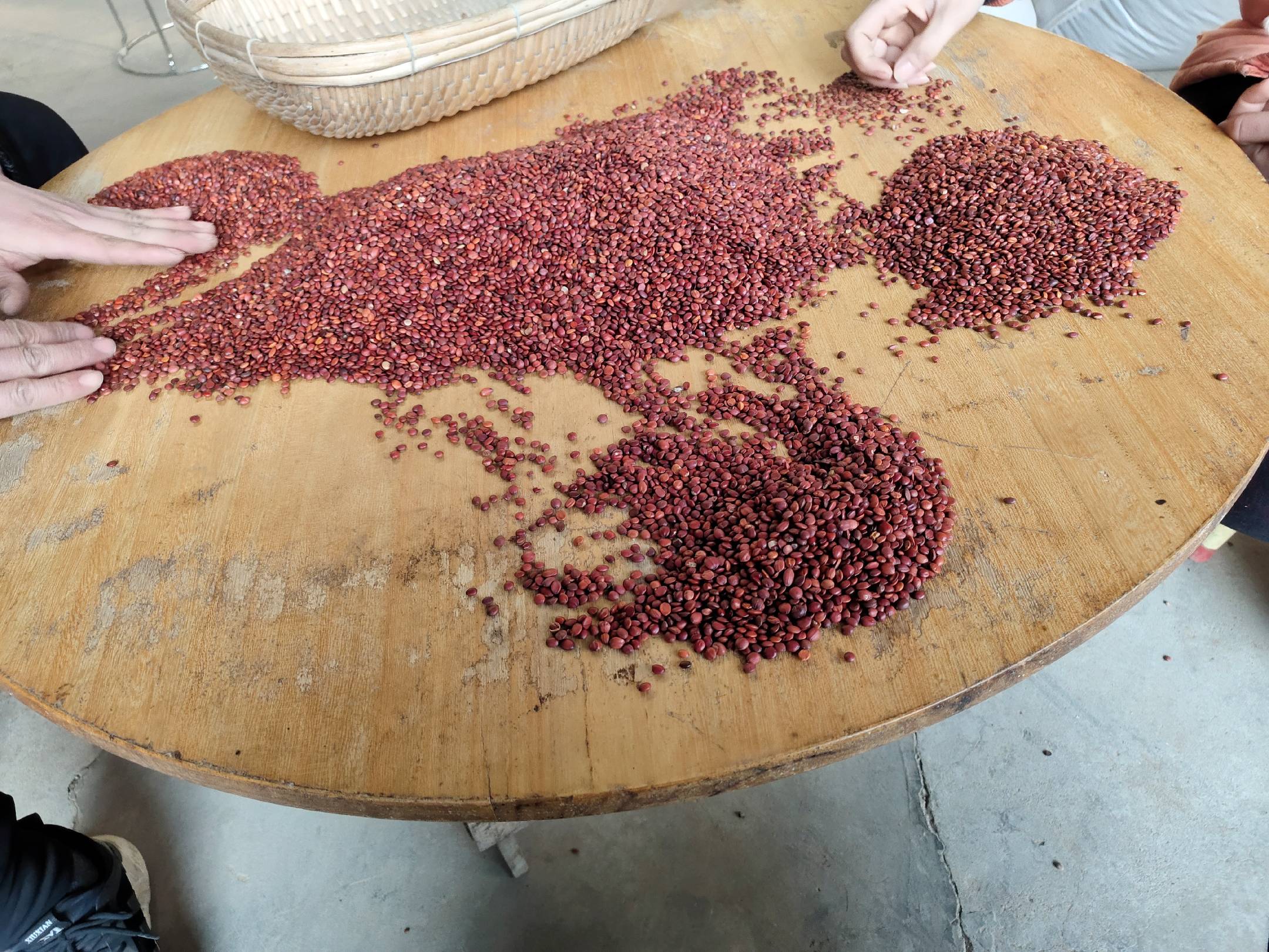 侧柏种子脱粒现场