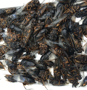 [知了批发]黑知了野生价格40.00元/斤 - 一亩田