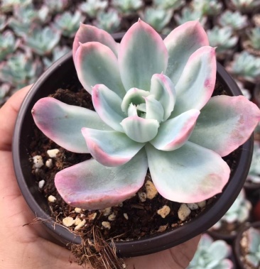 绮罗白锦绮罗白腹轮锦多肉植物拼多多淘宝专供