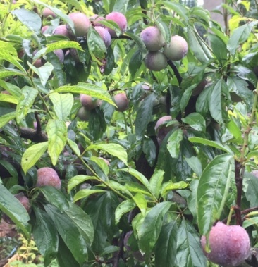 [五月脆李子批发]5月脆李子10万斤待售价格3.00元/斤 - 一亩田