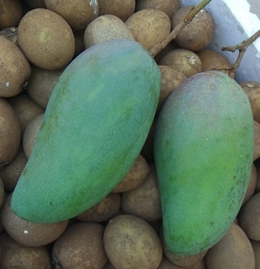 [人心果批发]人心果价格10.00元/斤 - 一亩田