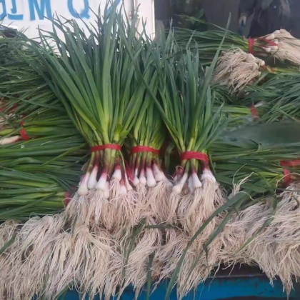 临洮县一点红蒜苗价格行情走势 - 一亩田