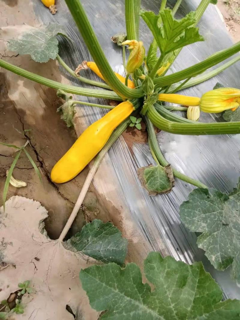 香蕉西葫芦黄皮西葫芦金皮西葫芦山东莘县农家自种
