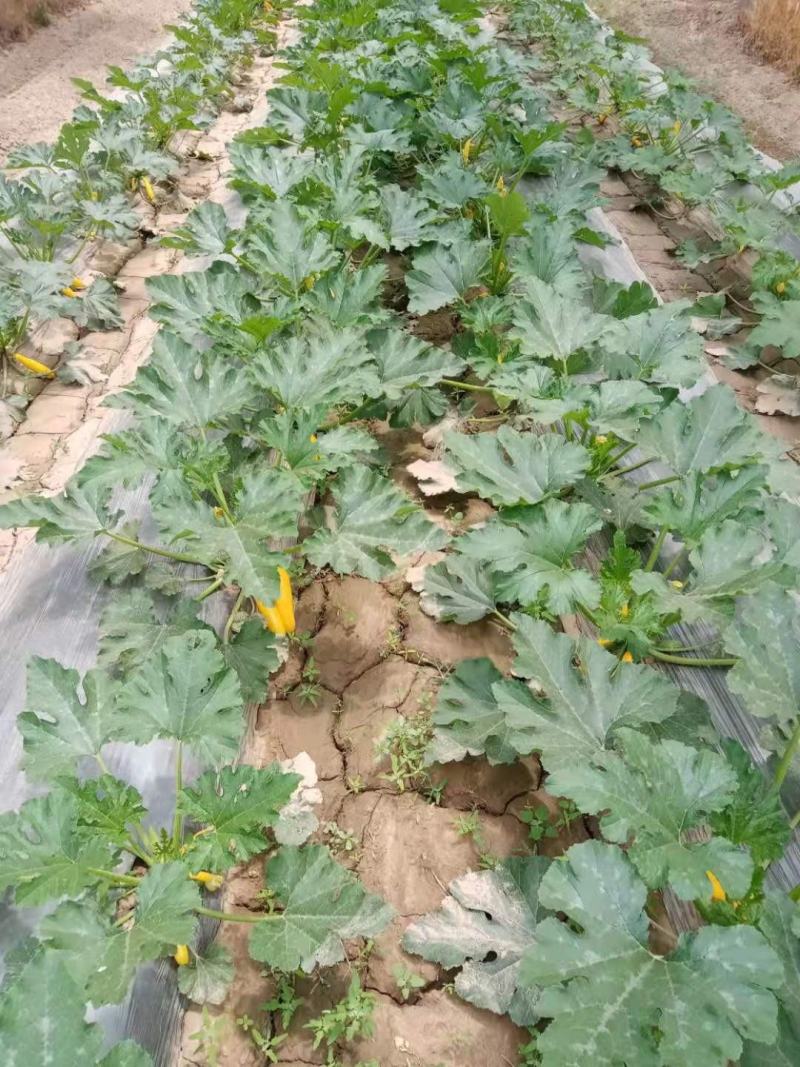 香蕉西葫芦黄皮西葫芦金皮西葫芦山东莘县农家自种