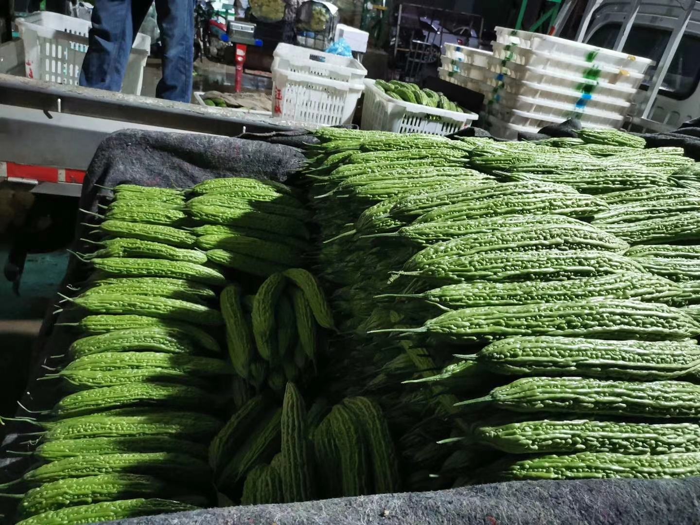 市场中的不同苦瓜品种对比