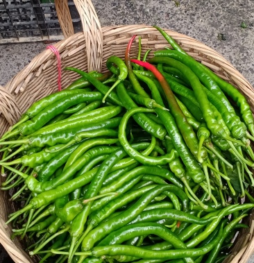 湖南湘西高山地区新鲜青辣椒