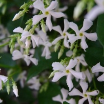 意大利络石风车茉莉大花络石，四季常绿，庭院开花芳香
