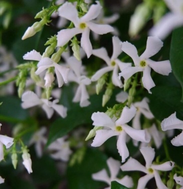 意大利络石风车茉莉大花络石,四季常绿,庭院开花芳香