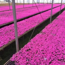 丛生芝樱丛生福禄考，花海护坡，庭院开花芳香