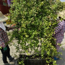 意大利络石风车茉莉大花络石网片，四季常绿，庭院开花芳香