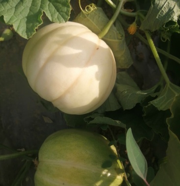 [甜瓜批发]巴盟白莲脆香瓜价格3.20元/斤 - 一亩田