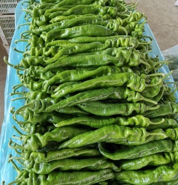 鲜辣椒 精品螺丝椒 龙椒