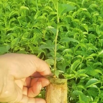 广西岗梅苗，根须发达，小叶岗梅苗，湖南岗梅苗，江西岗梅苗