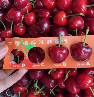 烟台北纬37度的大美早