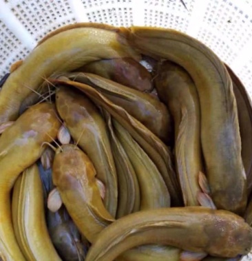 [批发]皇妃一代鱼价格9.90元/斤 - 一亩田