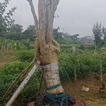 紫薇桩