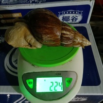 白玉蜗牛